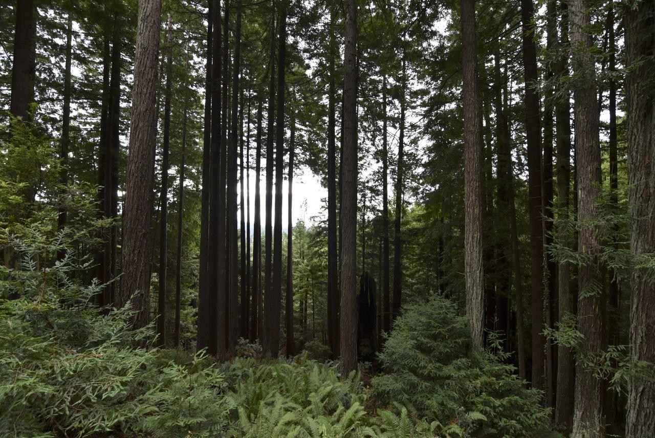 Serene Redwood Retreat Арката Экстерьер фото
