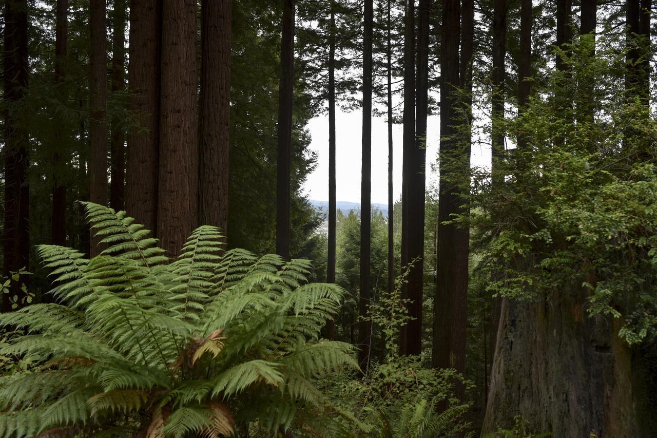 Serene Redwood Retreat Арката Экстерьер фото